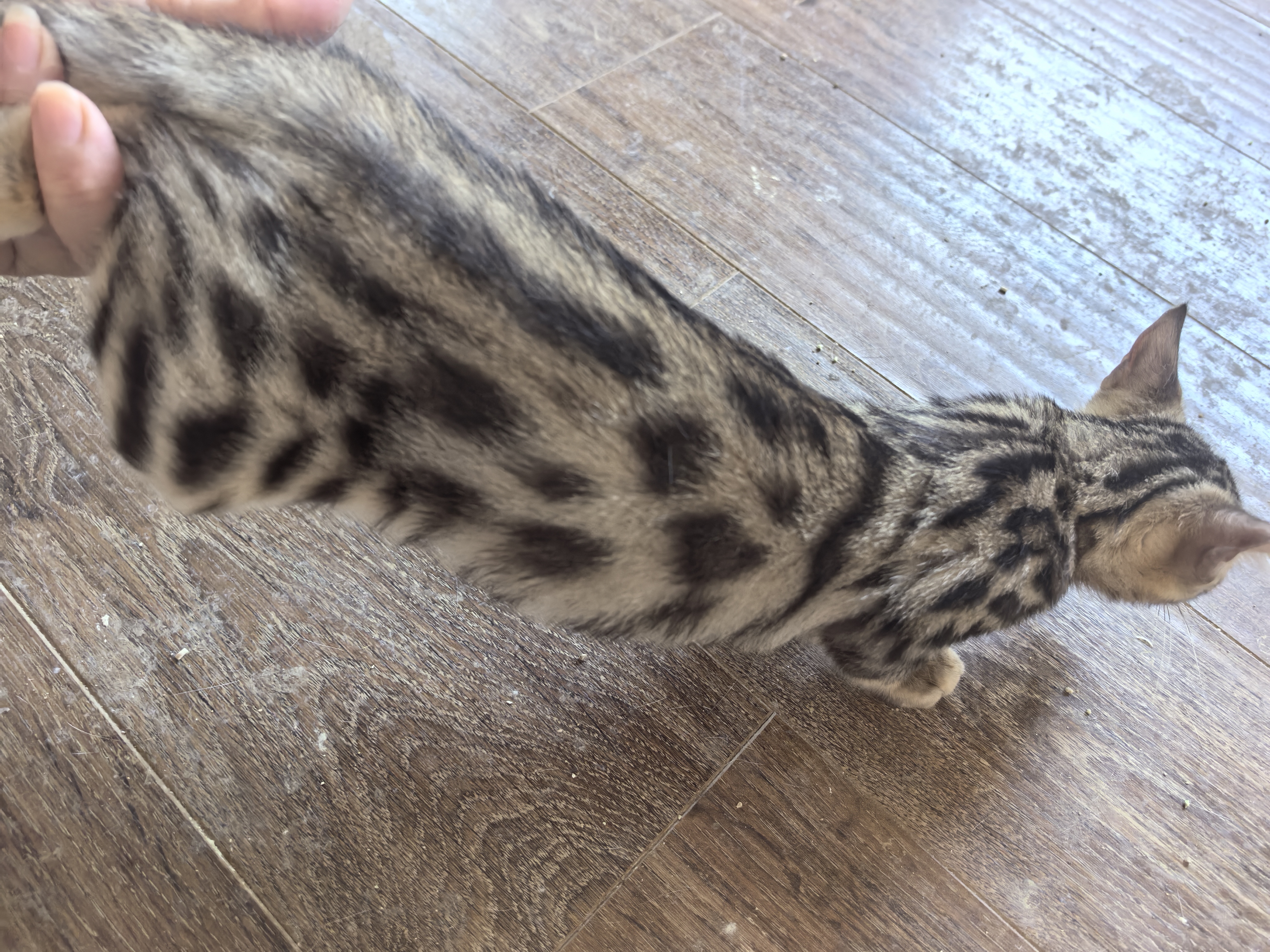 孟加拉豹猫妹妹自己家生养非宠物店保健康